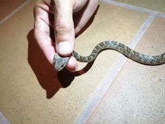 Leptodeira ashmeadii