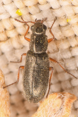 Eschatocrepis constrictus