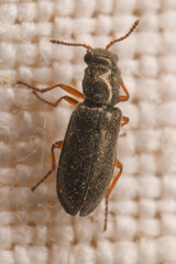 Eschatocrepis constrictus