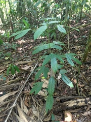 Dendropanax arboreus