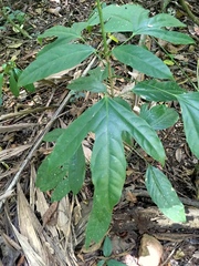 Dendropanax arboreus