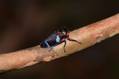 Eurymeloides lineata