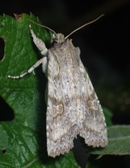 Lithophane patefacta