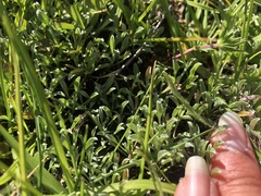 Hesperevax sparsiflora