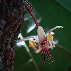 Theobroma cacao