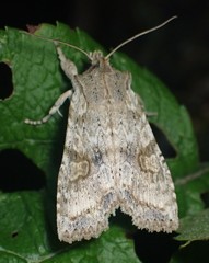 Lithophane patefacta