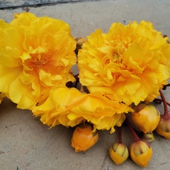 Cochlospermum religiosum