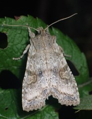 Lithophane patefacta