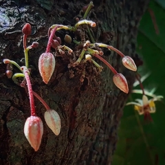Theobroma cacao
