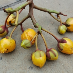 Cochlospermum religiosum