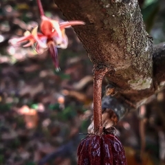 Theobroma cacao