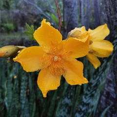 Cochlospermum religiosum