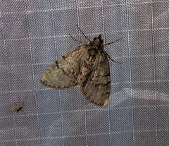 Hydriomena transfigurata