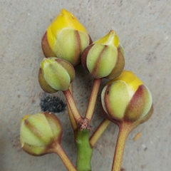 Cochlospermum religiosum