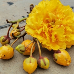 Cochlospermum religiosum