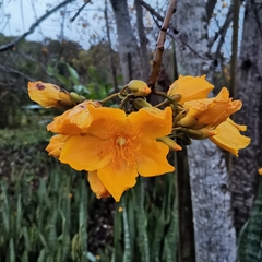Cochlospermum religiosum