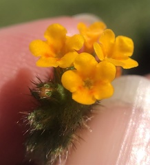 Amsinckia lycopsoides