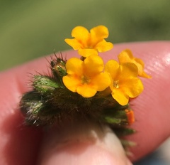 Amsinckia lycopsoides