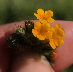 Amsinckia lycopsoides