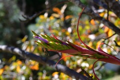 Tillandsia belloensis
