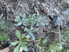 Hesperevax sparsiflora
