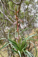 Tillandsia belloensis