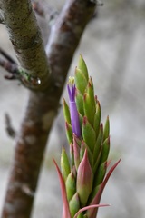 Tillandsia belloensis