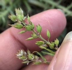 Lepidium acutidens
