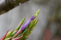 Tillandsia belloensis