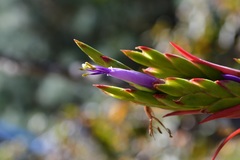 Tillandsia belloensis