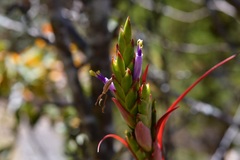 Tillandsia belloensis