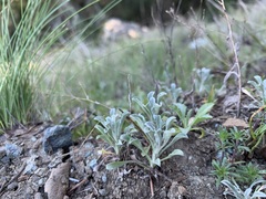 Hesperevax sparsiflora