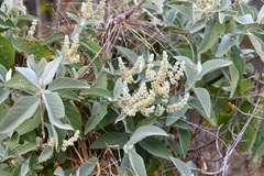 Buddleja crotonoides