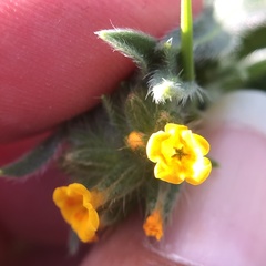 Amsinckia lycopsoides