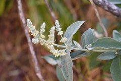 Buddleja crotonoides