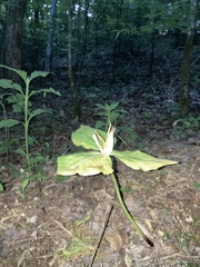 Trillium luteum