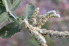 Buddleja crotonoides