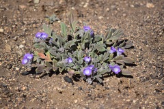 Phacelia davidsonii