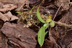 Leochilus oncidioides