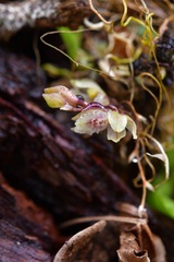 Leochilus oncidioides