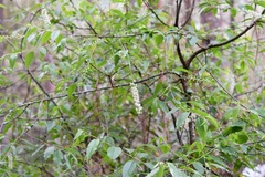 Prunus serotina capuli