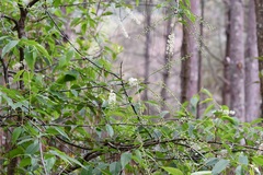 Prunus serotina capuli