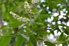 Prunus serotina capuli