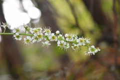 Prunus serotina capuli