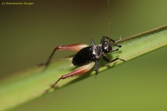 Trigonidium cicindeloides