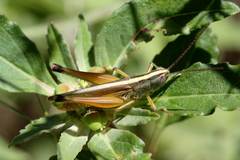 Staurorhectus longicornis