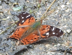 Hypanartia