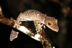 Uroplatus sameiti
