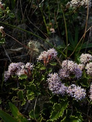 Ceanothus decornutus