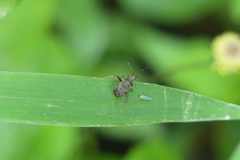 Proboscidocoris malayus